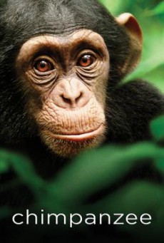 Chimpanzee ชิมแปนซี ผจญภัยในป่ากว้าง (2012) บรรยายไทย